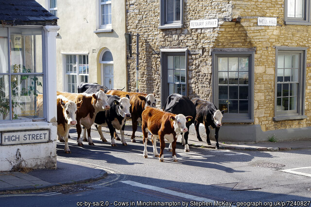 Cows in Minchinhampton by Stephen McKay